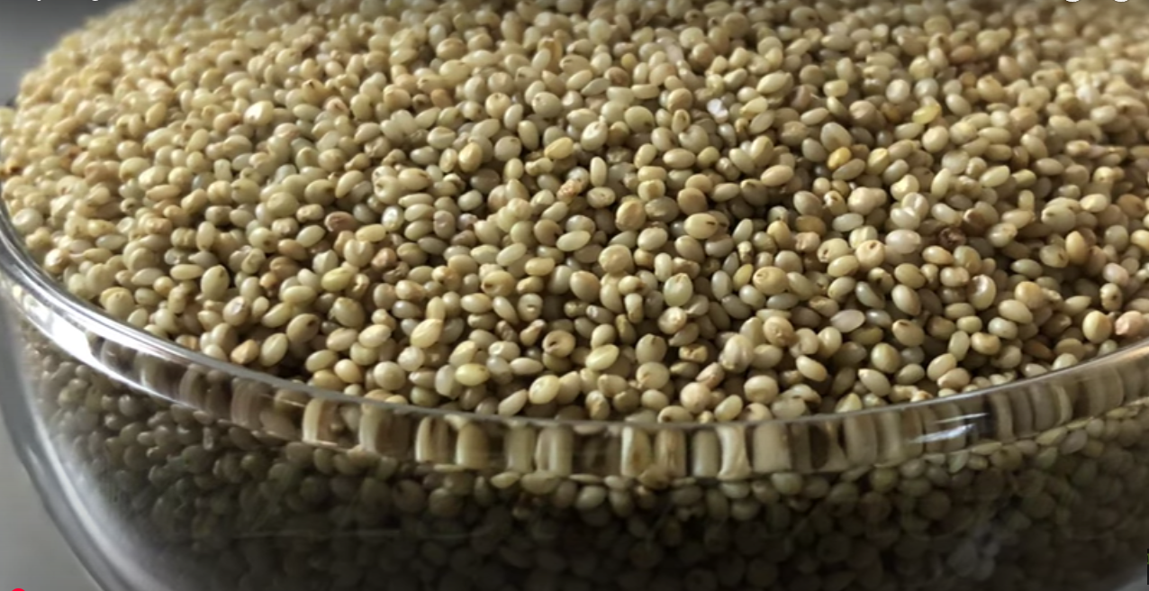 Browntop Millet: 10 Health Benefits & Ambali Recipe for Healing