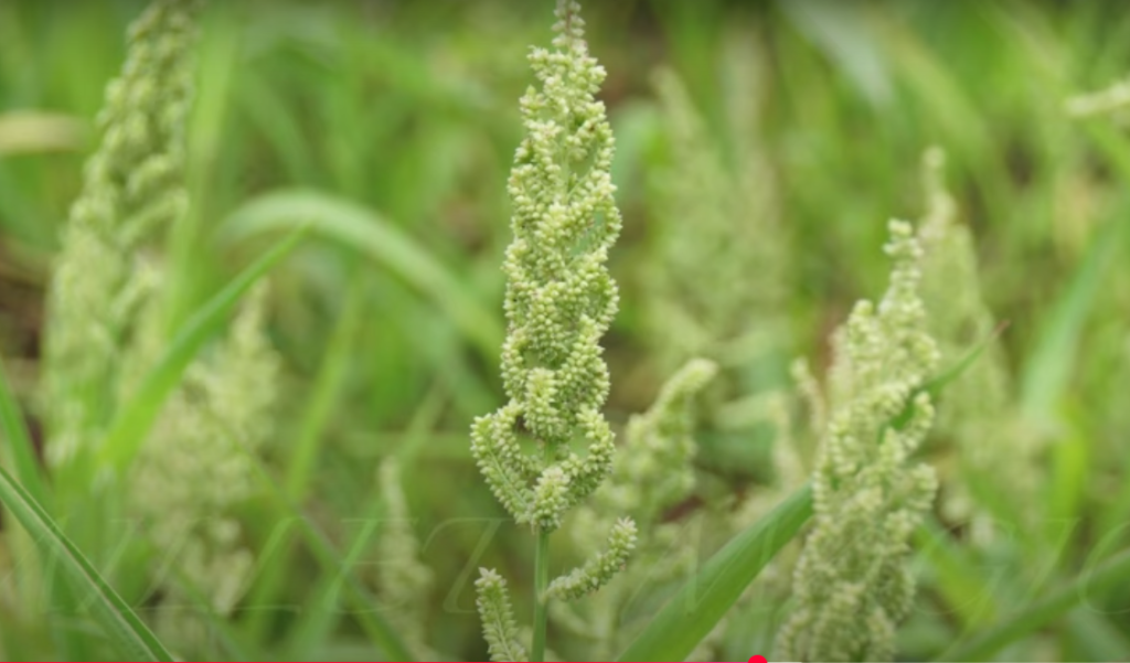 Barnyard Millet Grass Panicle