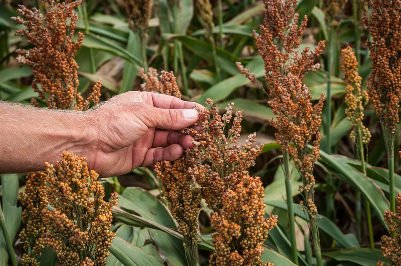 Sorghum Millet: 10 Soulful Reasons to Fall in Love