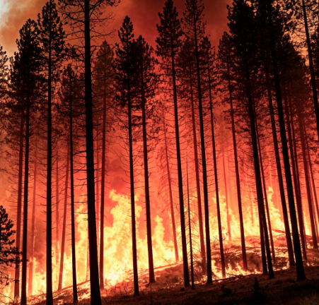 Global Warming - Forest burning